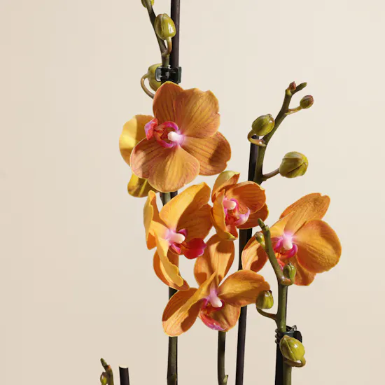 Charming Orange Orchid Plant
