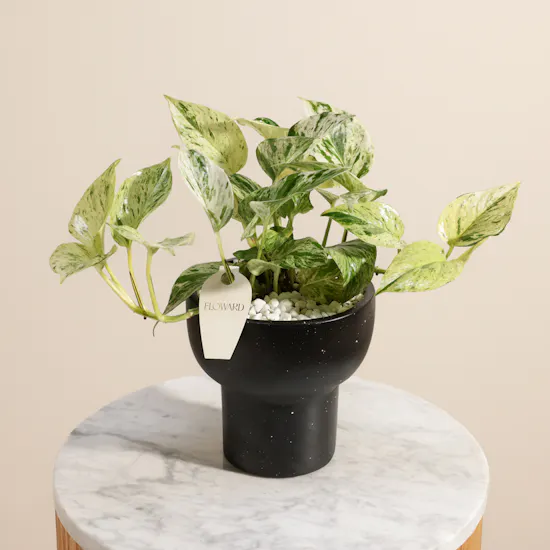 Cheerful Epipremnum Snow Plant