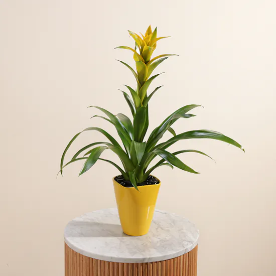 Guzmania Hilda