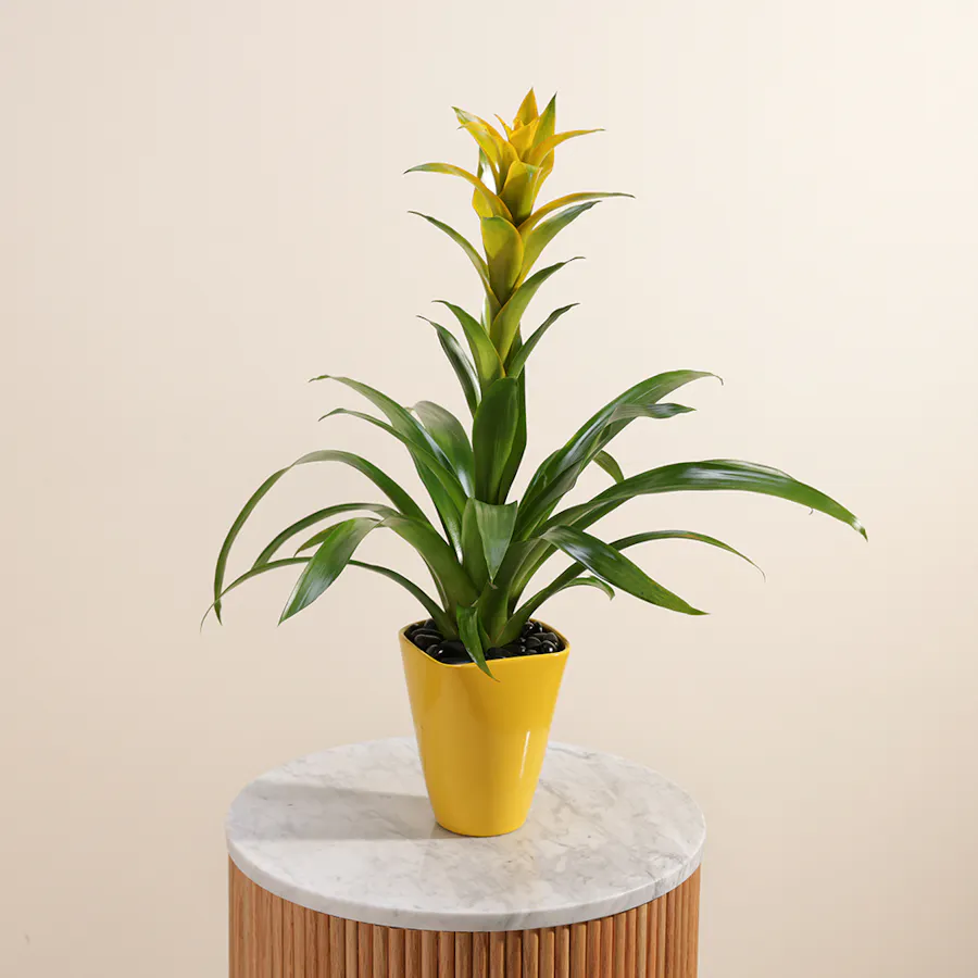 Guzmania Hilda 3