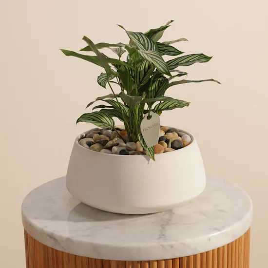 Attractive Calathea Vittata Plant
