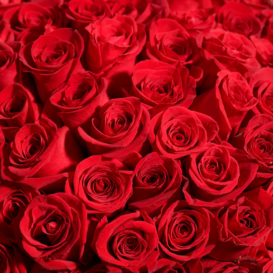 Red Roses Bouquet | 250 Flowers