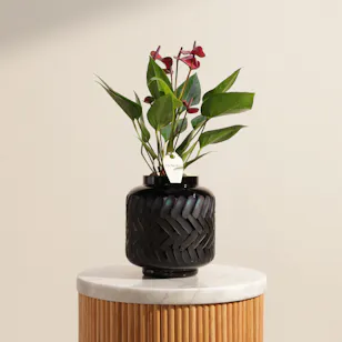 Classy Purple Anthurium Plant