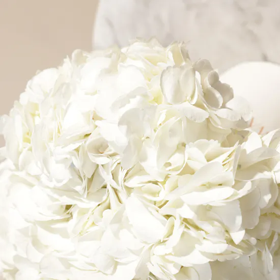 Dreamy White Hydrangea Box | 6 Flowers