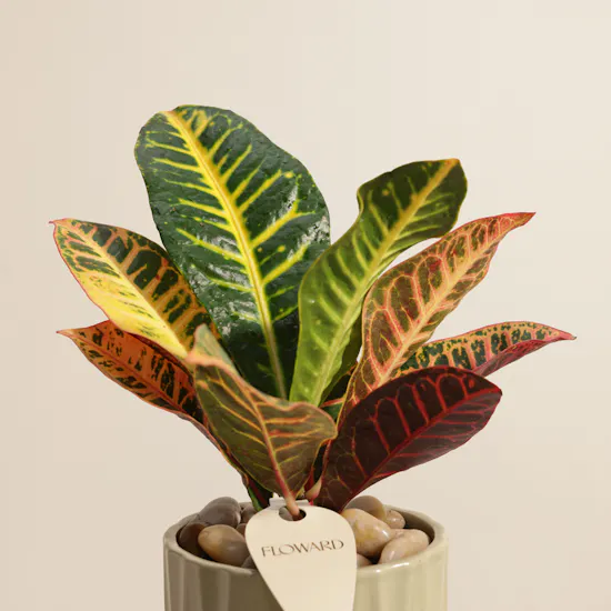 Glam Codiaeum Petra Palnt
