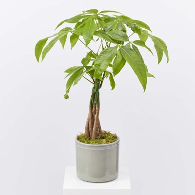 Money Plant | Ceramic Pot