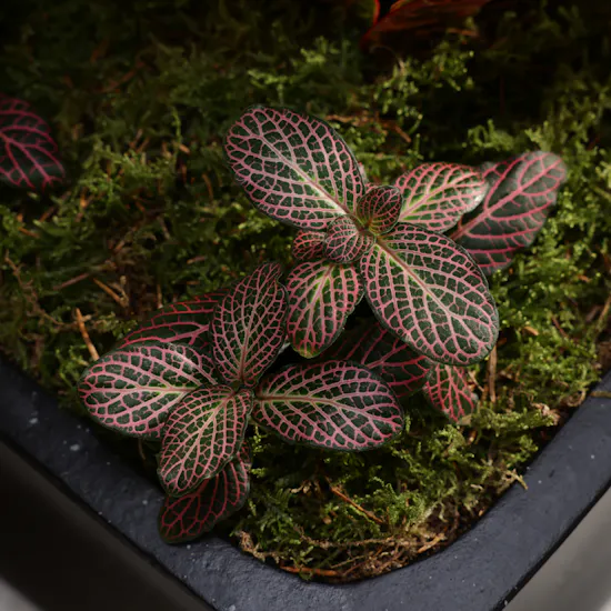 Codiaeum Variegatum Petra and Fittonia Joly Josan Duo Plants
