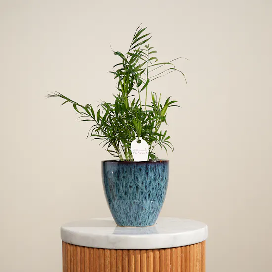 Stunning Small Chamaedorea Plant