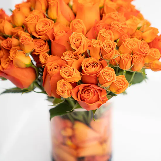 Vibes Of Orange | Baby Roses