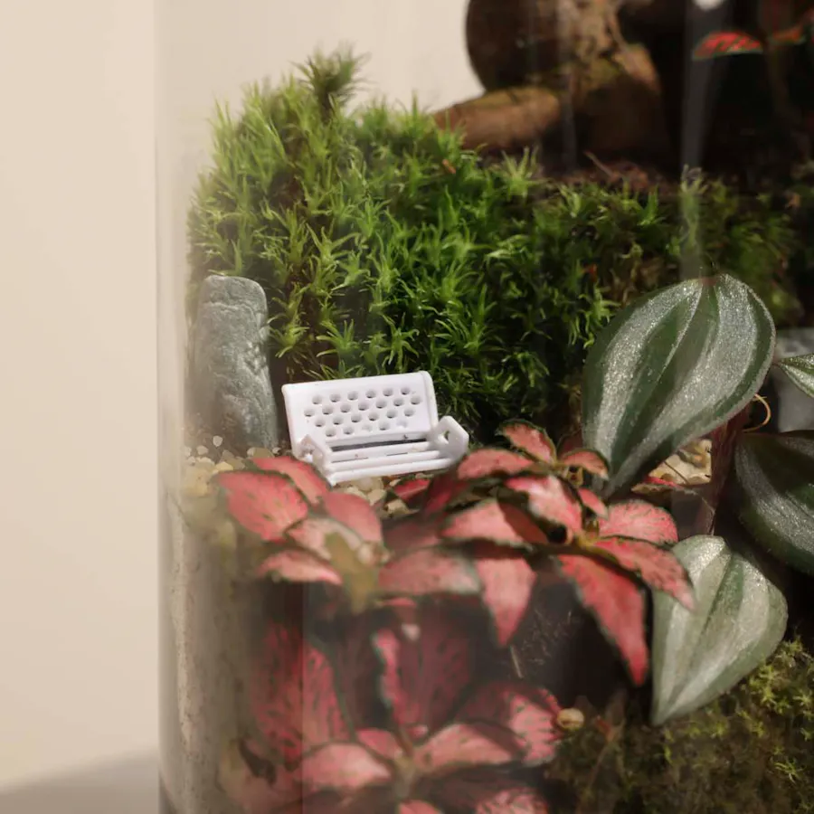 Ficus Bonsai Garden | Closed Terrarium  5