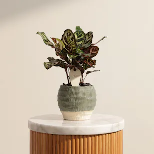 Soft Calathea Makoyana Plant Soft Calathea Makoyana Plant