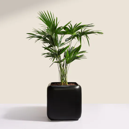 Verdant Big Livistona Chinensis Palms