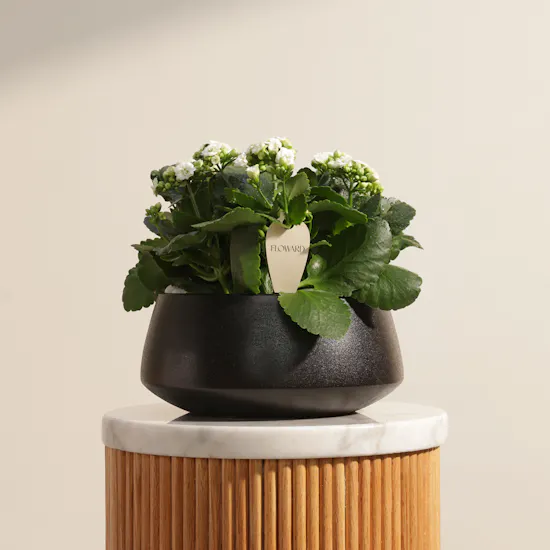 Elegant White Kalanchoe Plants Pot