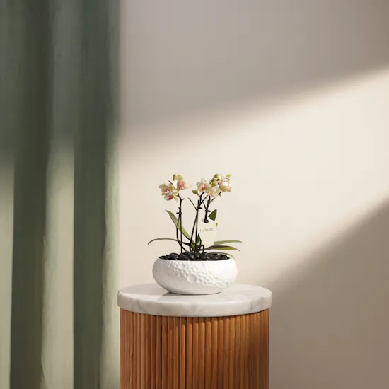 Cheerful Small Yellow Phalaenopsis