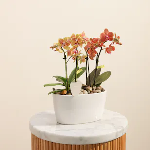 Dreamy Two Small Phalaenopsis Plants Dreamy Two Small Phalaenopsis Plants