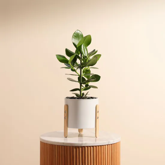 Clusia Rosea Princess Plant