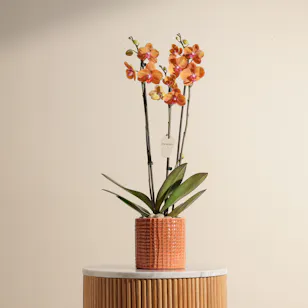 Stunning Orange Phalaenopsis Plant