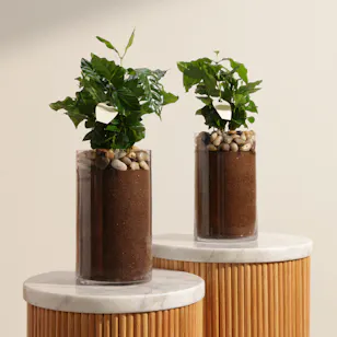 Elegant Coffee Arabica Duo plants Elegant Coffee Arabica Duo plants