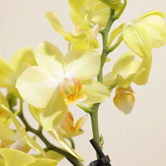 Shinny Yellow Orchid Plant Vase