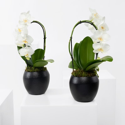 White Twins | White Orchid Plant