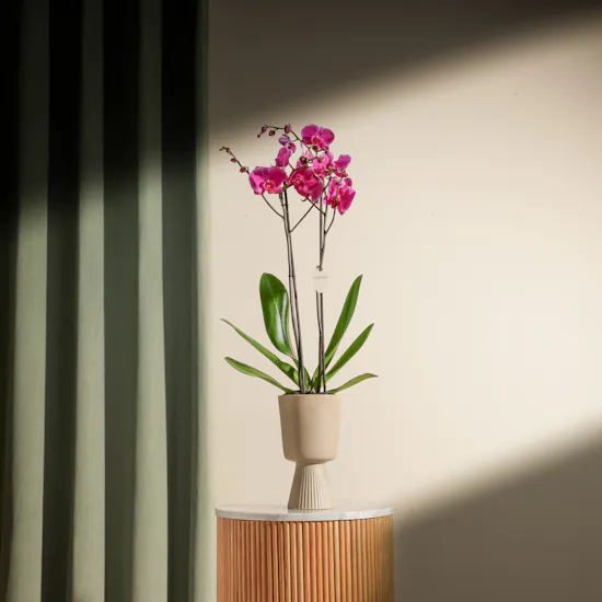 Pure Purple Orchid Plant Vase