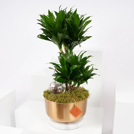 Dracaena Fragrans Compacta | Floward's Chocolate