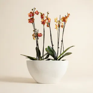 Orange Phalaenopsis Orchid Duet Plants Orange Phalaenopsis Orchid Duet Plants