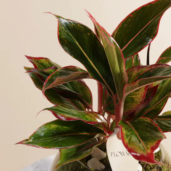Fiery Red Aglaonema Plant