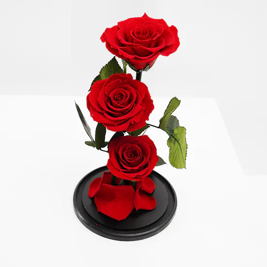 Preserved Red Roses | Glass Dome