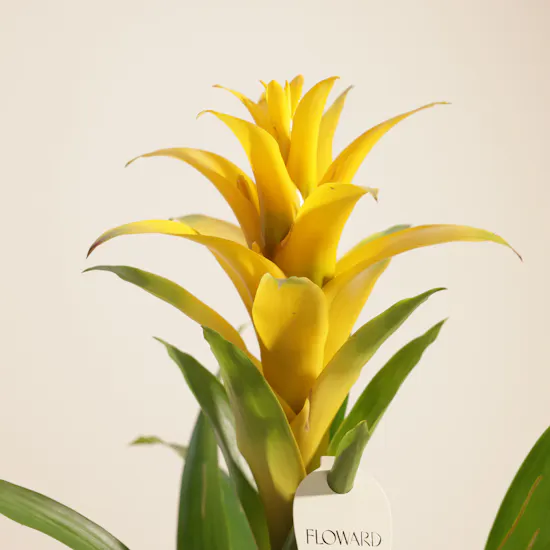 Sunny Yellow Guzmania Plant