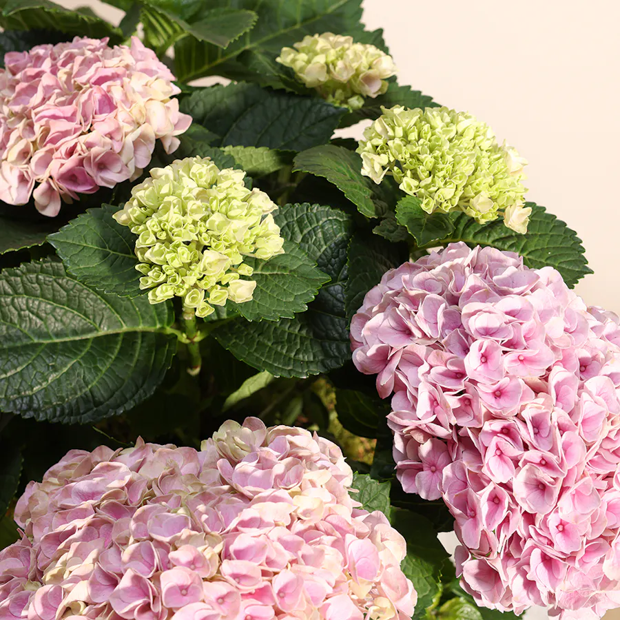 Hydrangea Garden 5