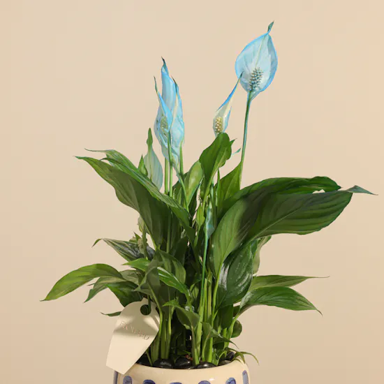Elegant Spathiphyllum Bellini Plant