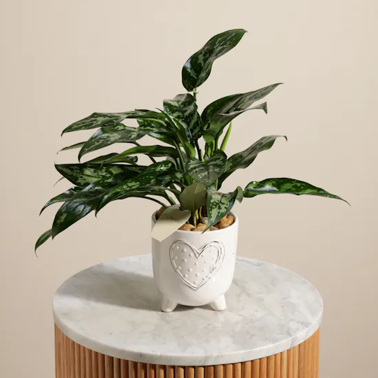 Passionate Aglaonema Maria Plant