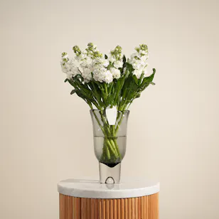 Royal White Matthiola Vase