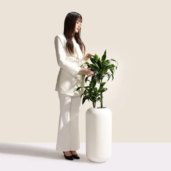 Genlte Dracaena Dorado Plant