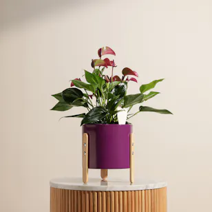 Glowy Purple Anthurium Plant Glowy Purple Anthurium Plant