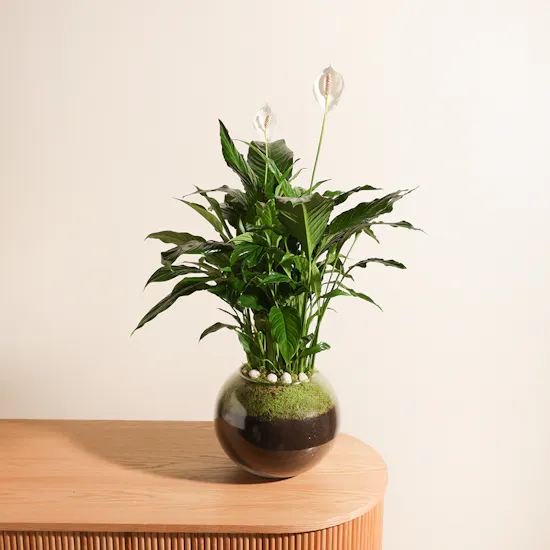 Spathiphyllum Pearl Plant