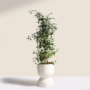 Elegant Big Ficus Exotica Plant