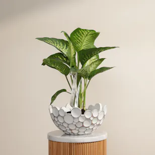 Refreshing Green Dieffenbachia Plant Refreshing Green Dieffenbachia Plant
