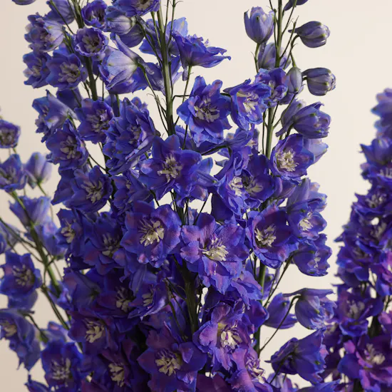 Dad's Bliss Delphinium Vase