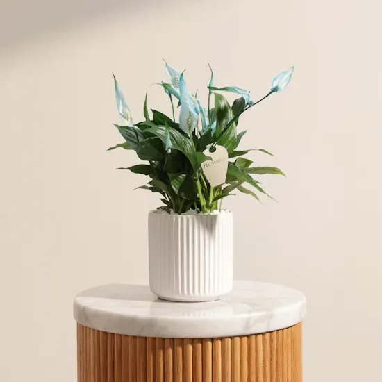 Father's Day Peaceful Blue Spathiphyllum Plant Vase