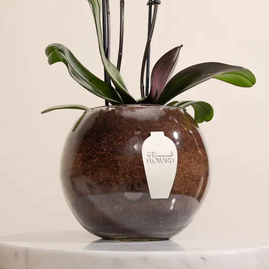 Light Orange Orchid Plant Pot