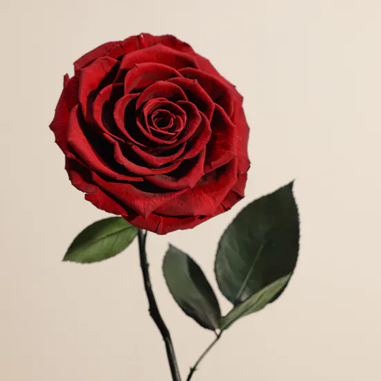 Dark Red Single Preserved Rose Dome