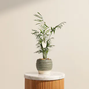 Charming Chamaedorea Palm Plant