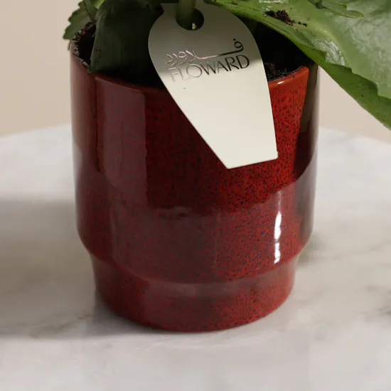 Enchanting Red Kalanchoe Plant