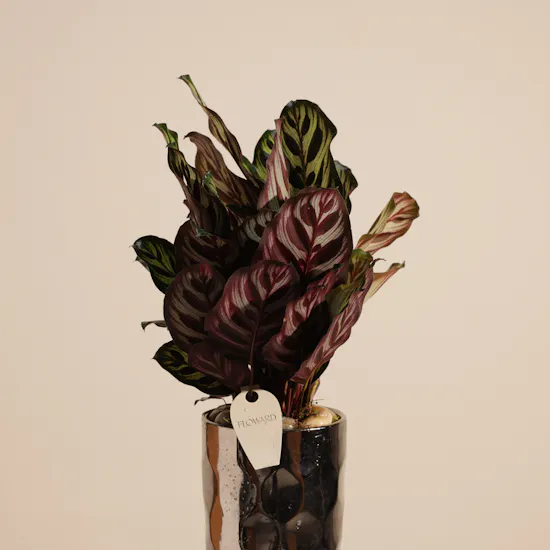 Astounding Calathea Makoyana Plant