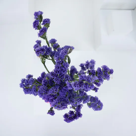 Ceramique Antique Vase A15 | Statice