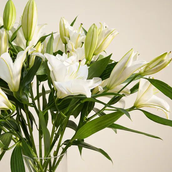 Serenity Lily Vase