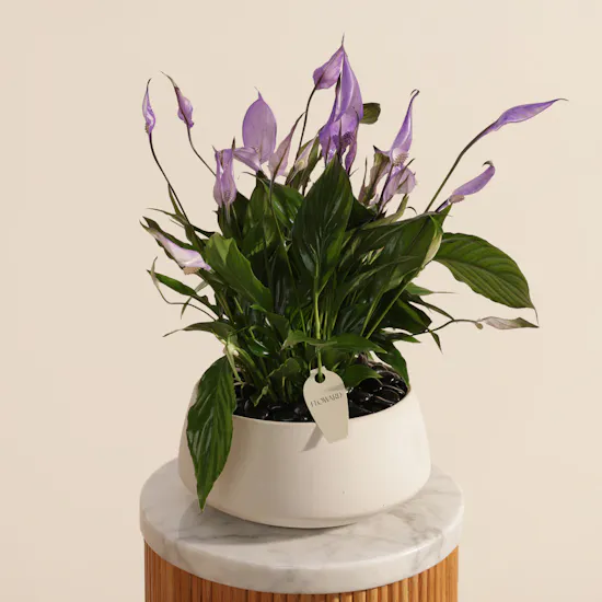 Trio Purple Spathiphyllum Plants