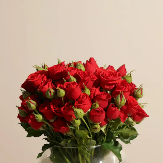 Red Baby Roses Vase | 18 Flowers